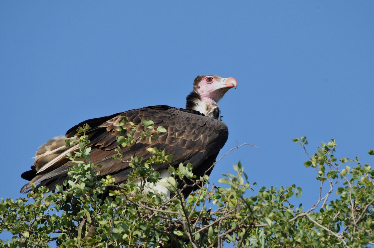 White-headed Vulture - ML618940033