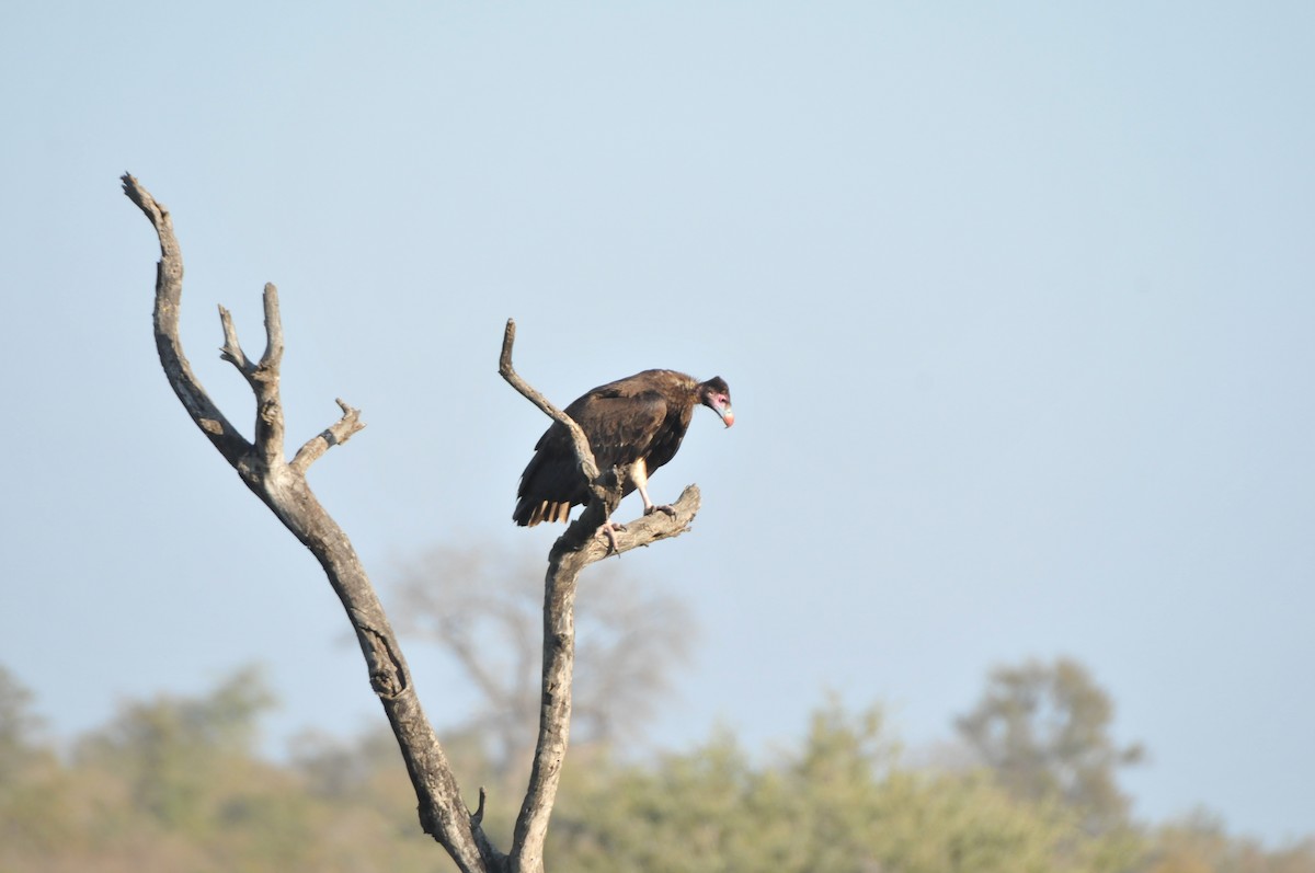White-headed Vulture - ML618940036