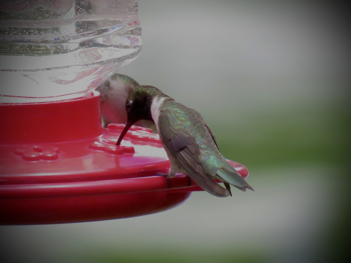 Black-chinned Hummingbird - ML618940063