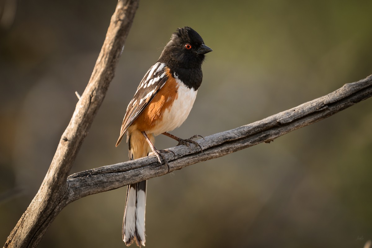 Spotted Towhee - ML618940081