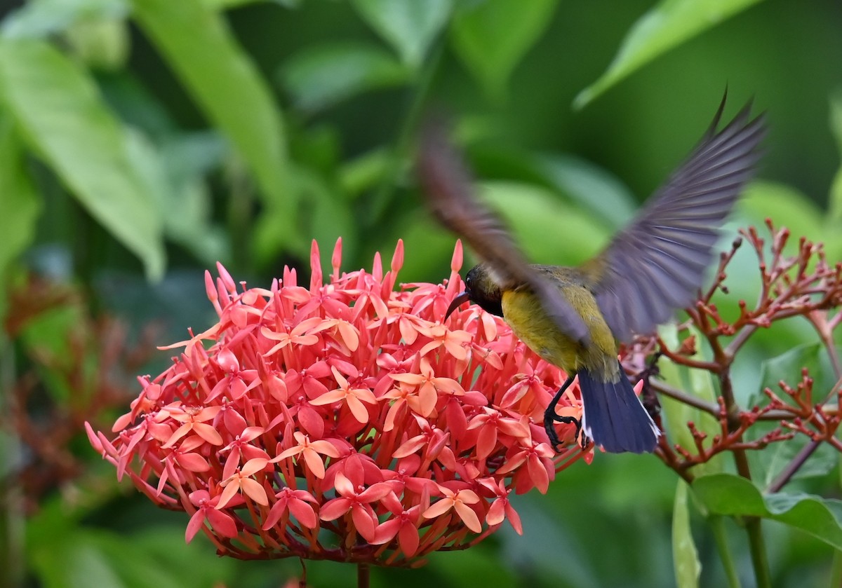 Ornate Sunbird - ML618940082