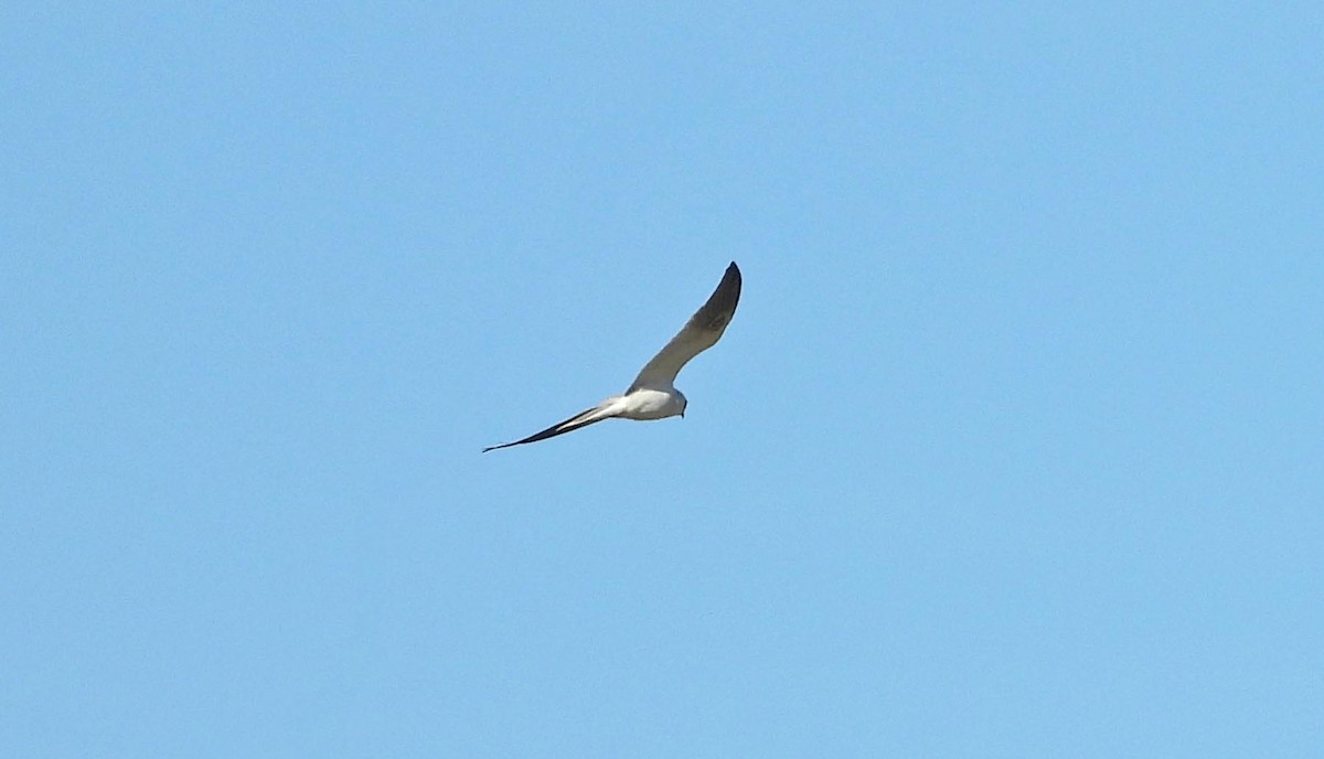 White-tailed Kite - José Antonio Balderrama