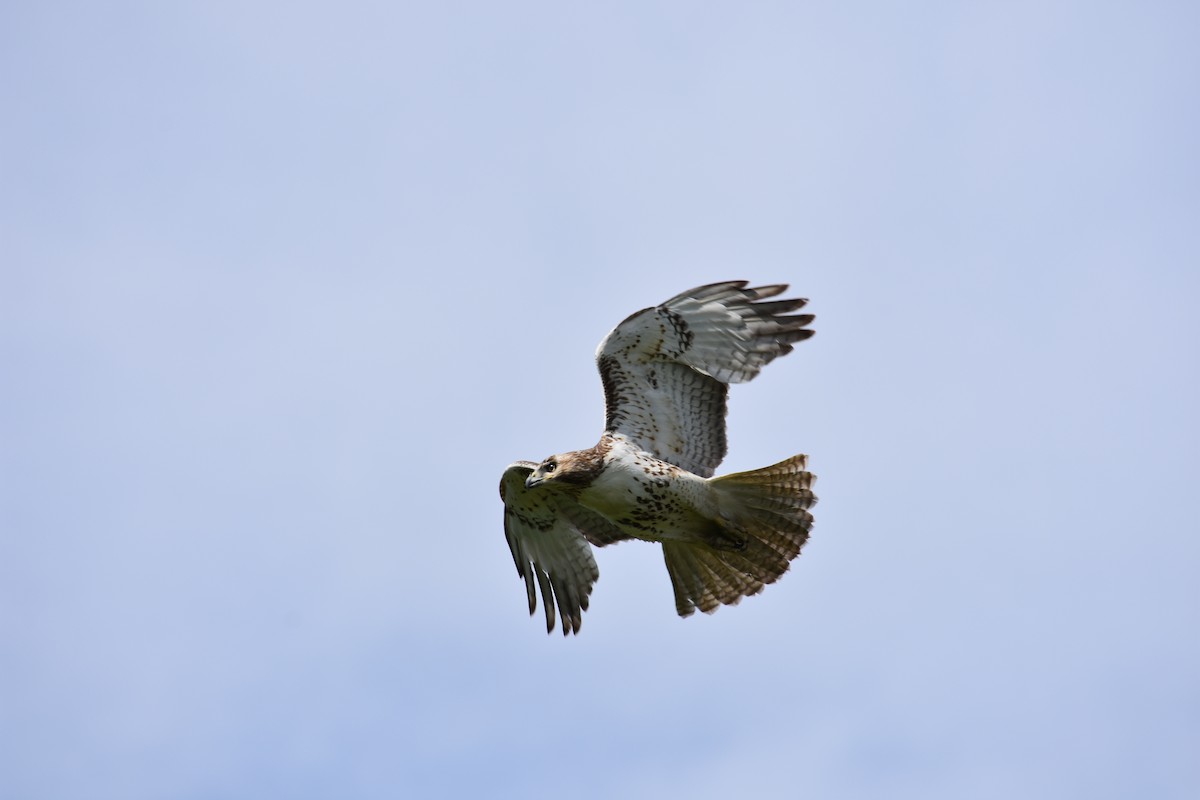 Red-tailed Hawk - Charlie Ripp