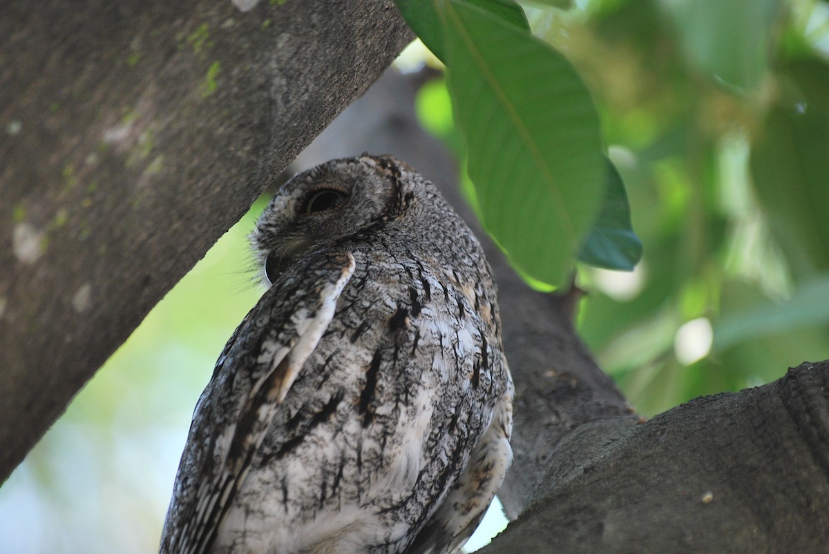 African Scops-Owl (African) - ML618940155