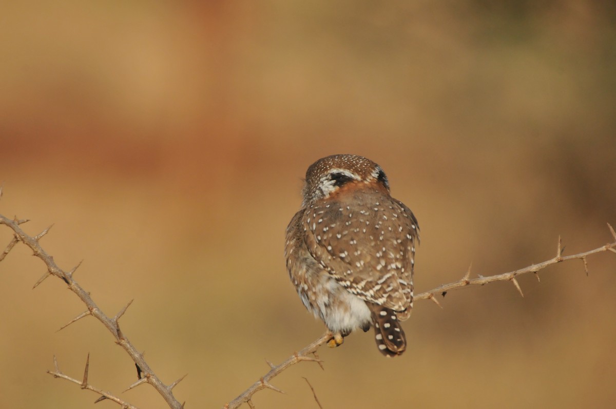 Pearl-spotted Owlet - ML618940167