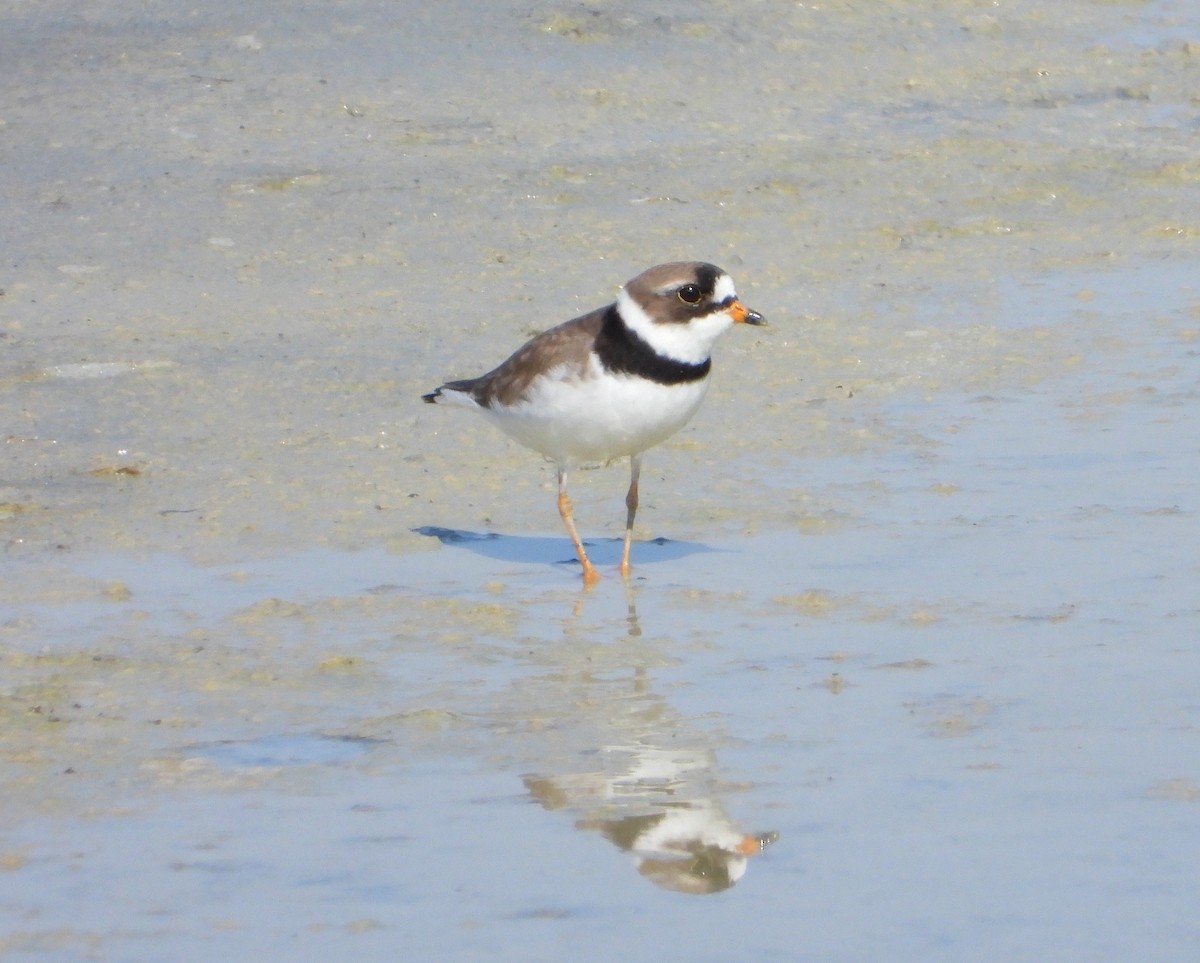 Semipalmated Plover - ML618940186