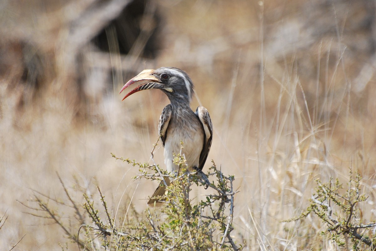 African Gray Hornbill - ML618940190