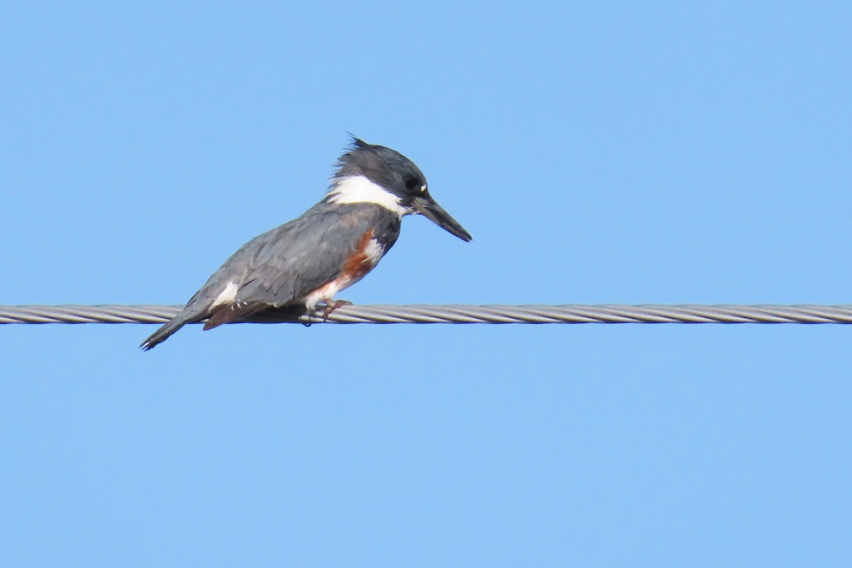 Belted Kingfisher - Del Nelson