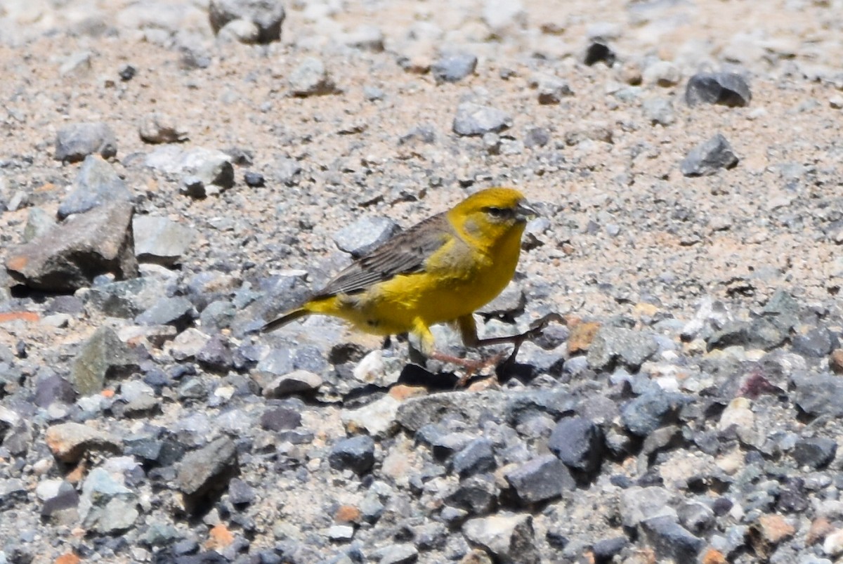 Bright-rumped Yellow-Finch - ML618940203