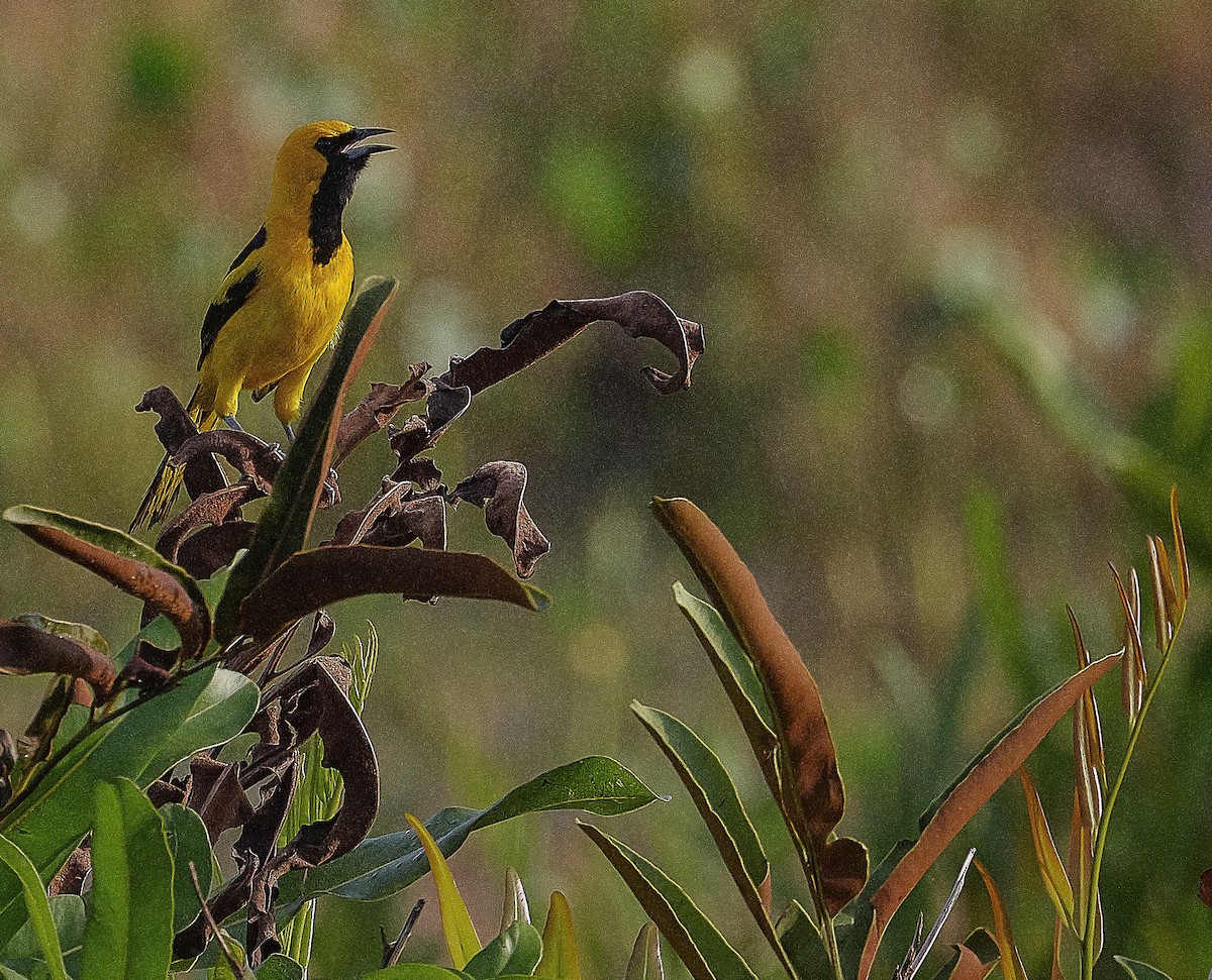 Yellow-tailed Oriole - ML618940237