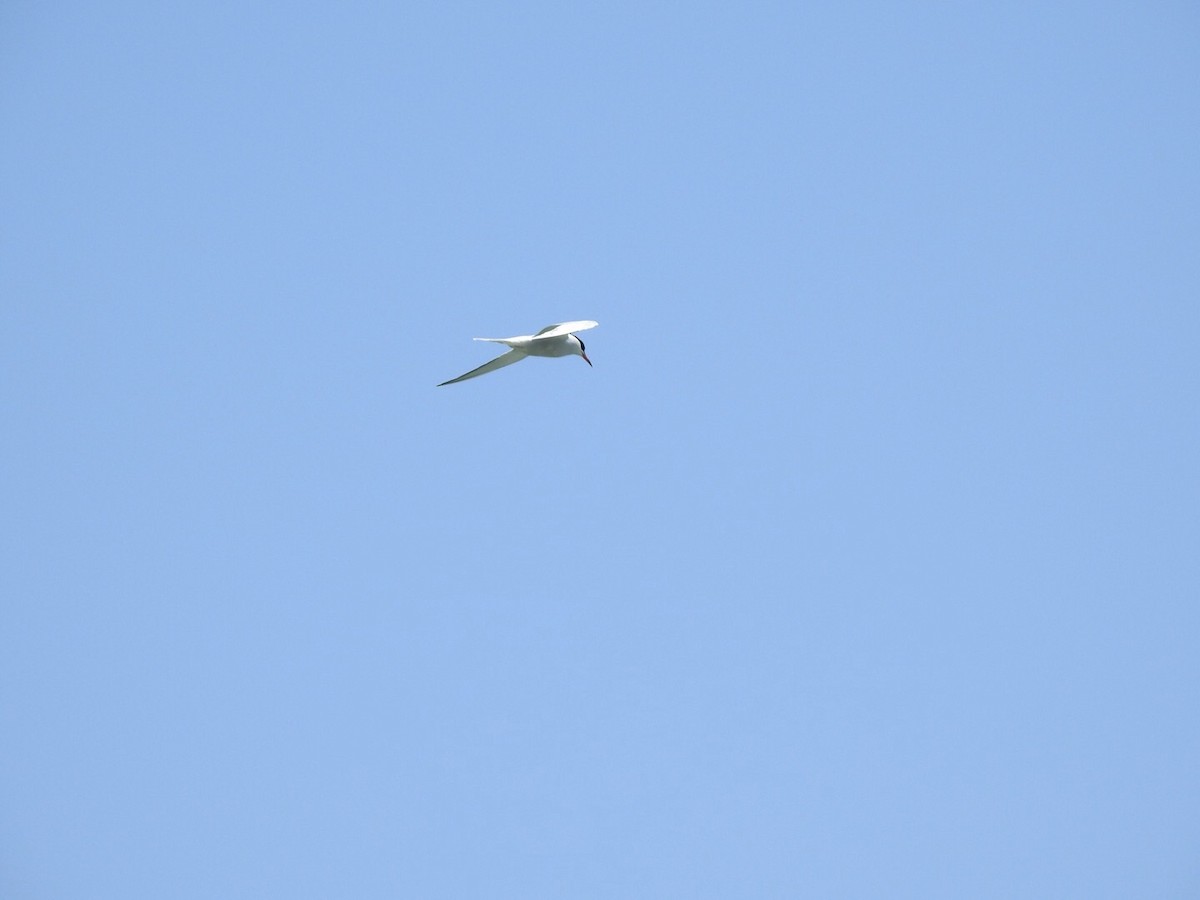 Common Tern - ML618940248