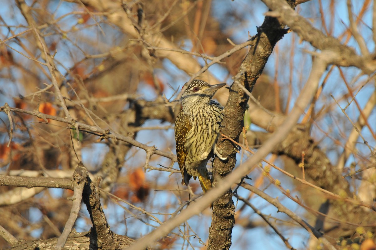 Golden-tailed Woodpecker - ML618940255