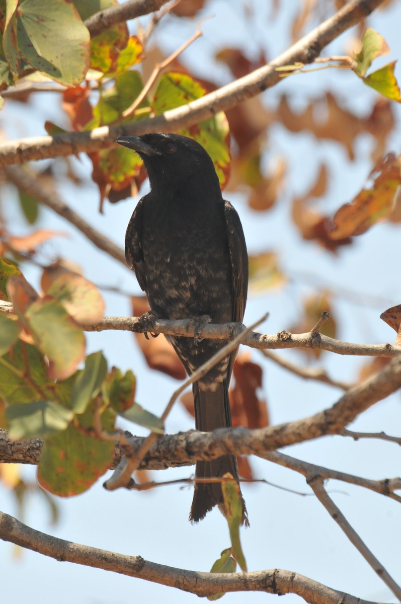 Fork-tailed Drongo - ML618940270