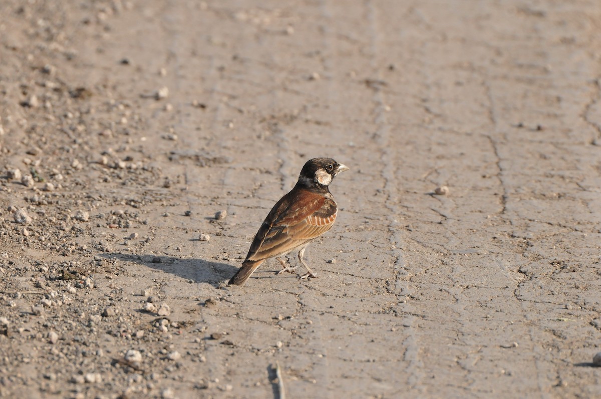 Chestnut-backed Sparrow-Lark - Dominic More O’Ferrall