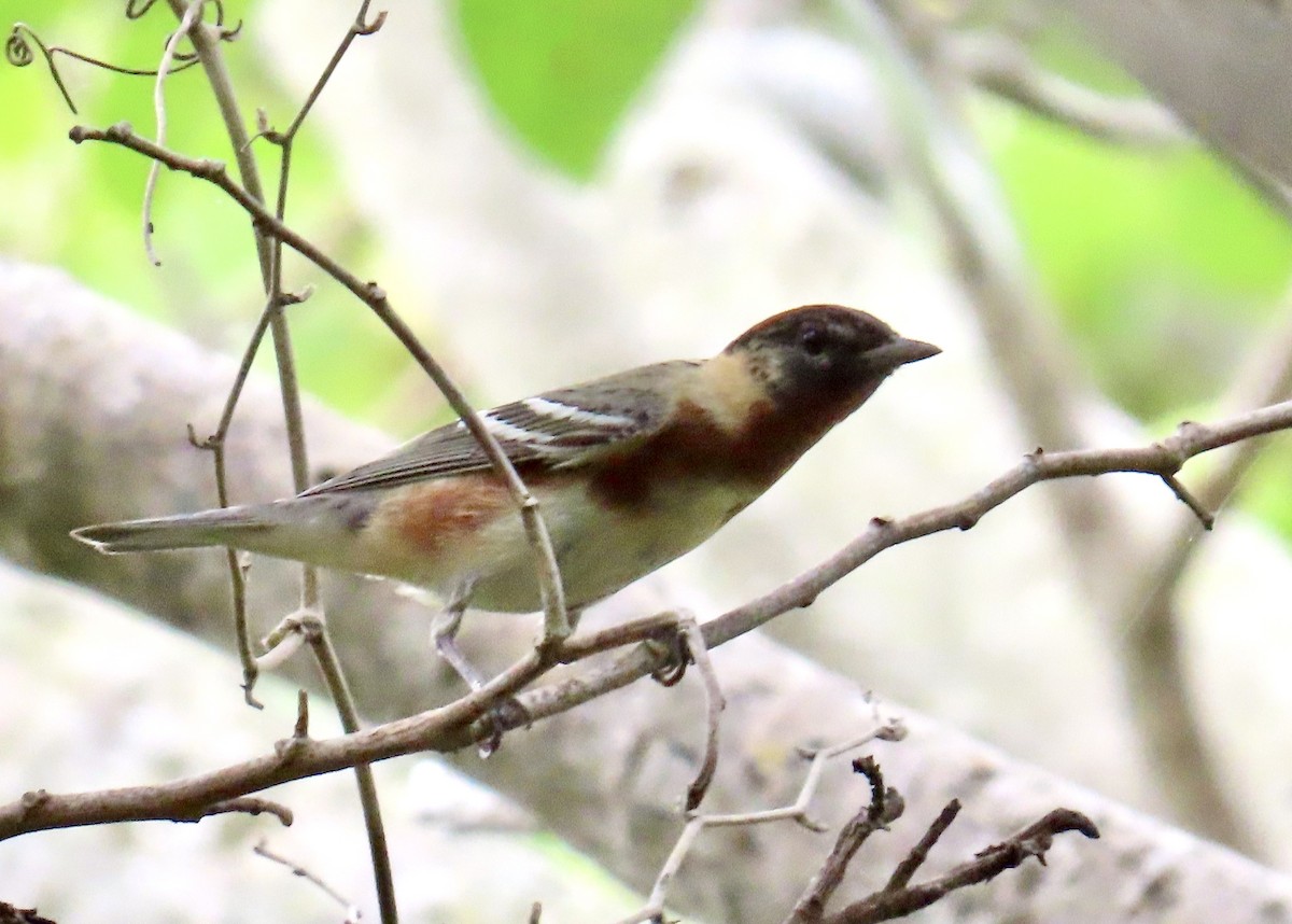 Bay-breasted Warbler - ML618940359