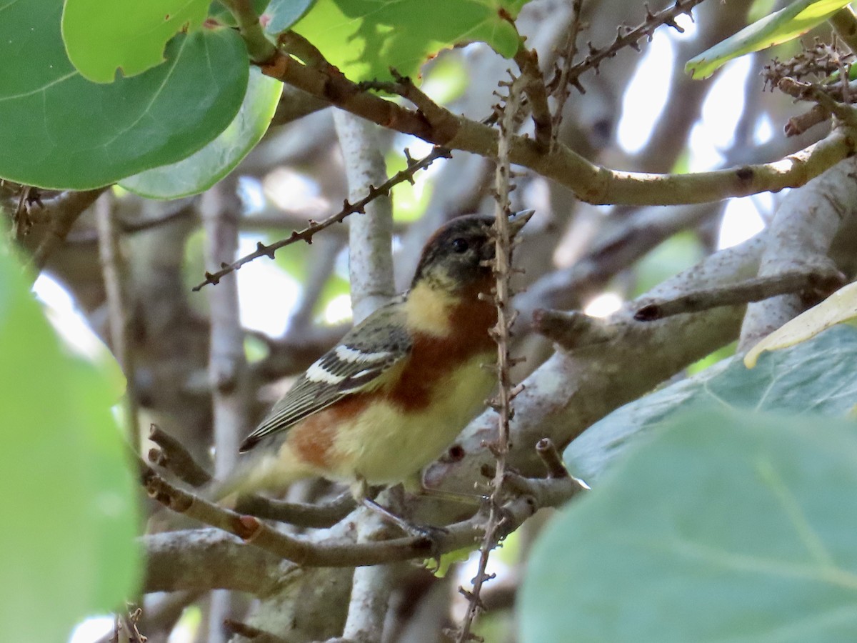 Bay-breasted Warbler - ML618940361