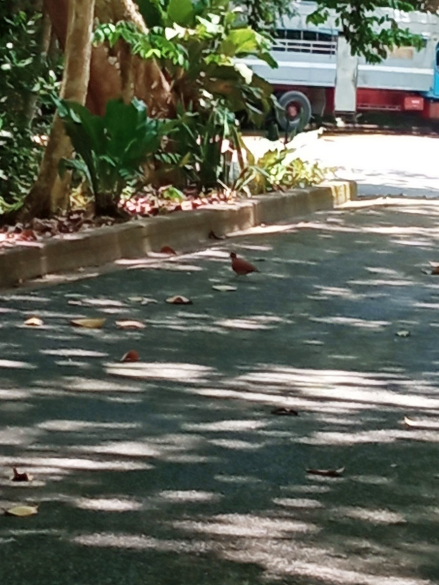 holub hnědočervený - ML618940397