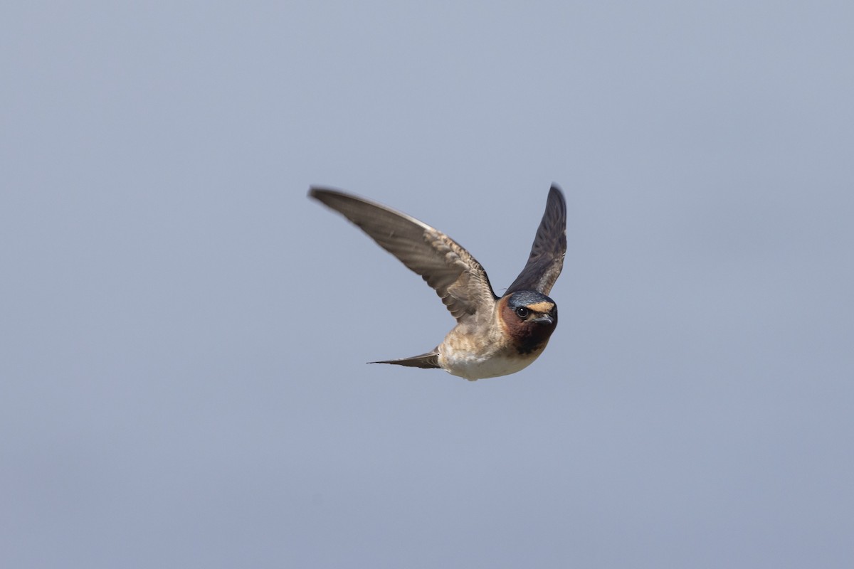 Cliff Swallow - Mouser Williams