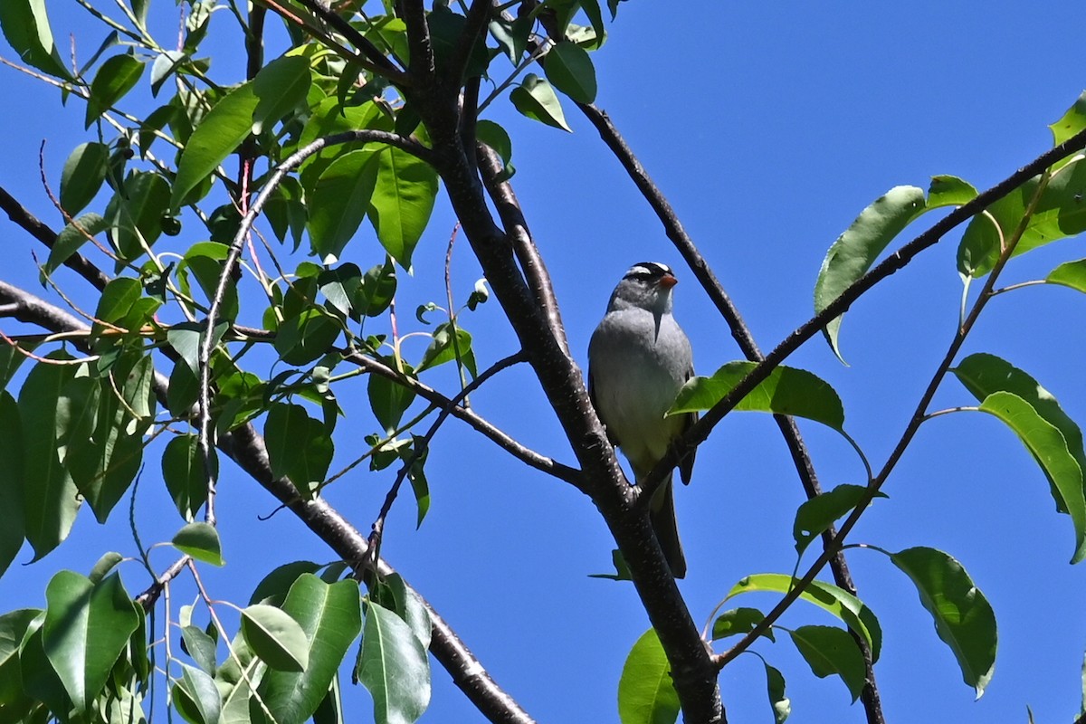 White-crowned Sparrow - Dale Barlow