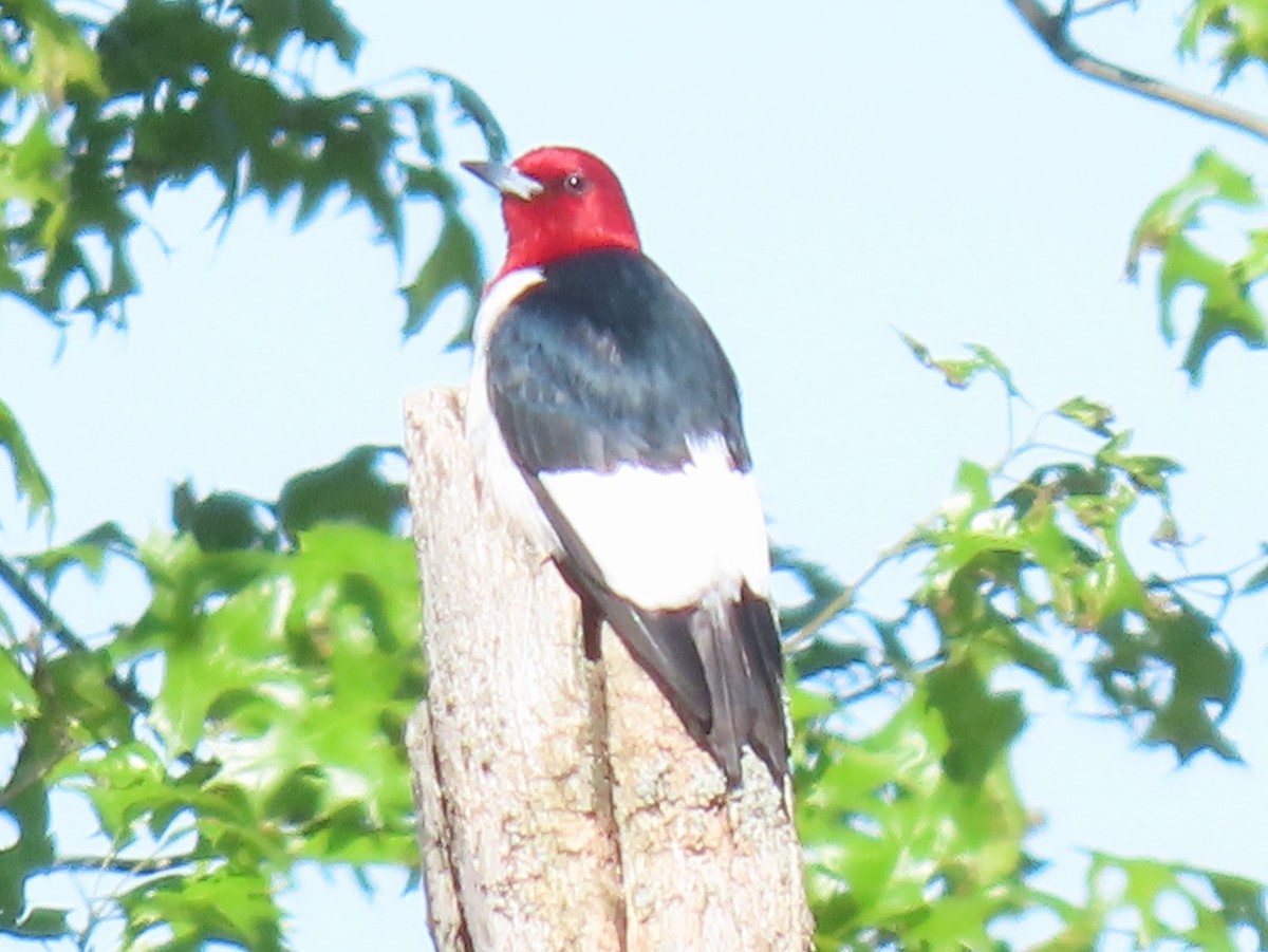 Red-headed Woodpecker - ML618940467