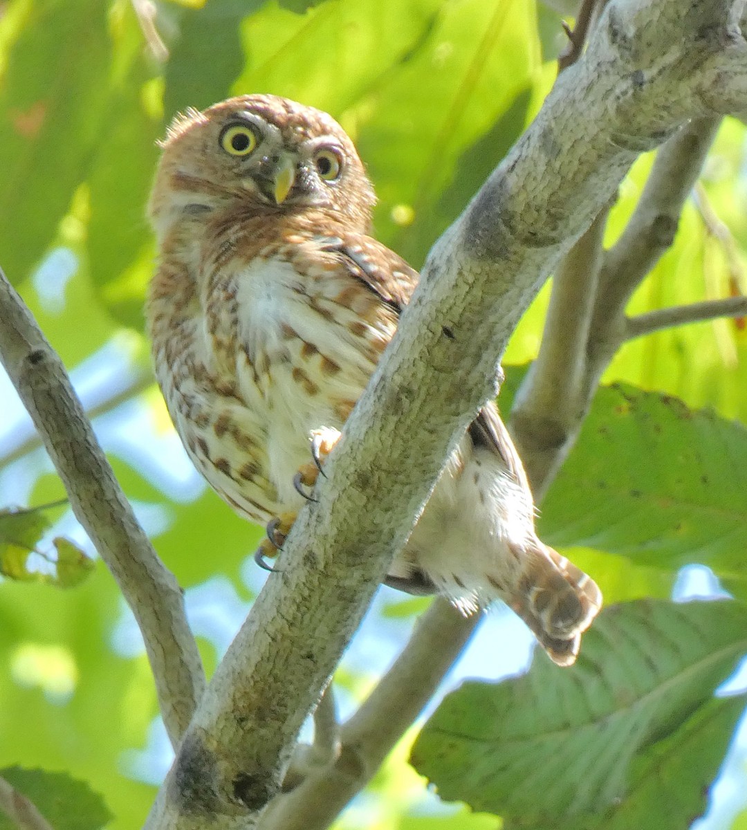 Cuban Pygmy-Owl - ML618940473