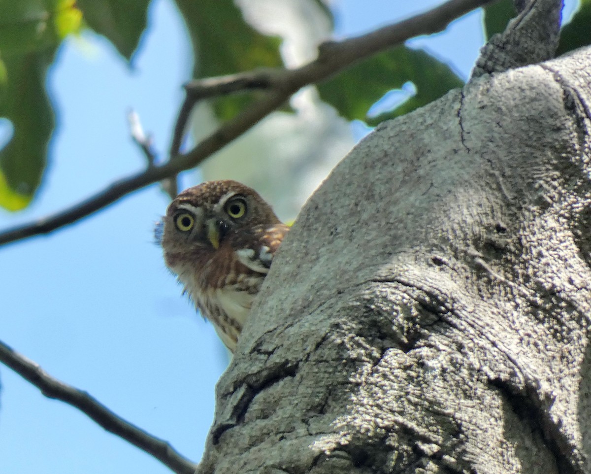 Cuban Pygmy-Owl - ML618940474