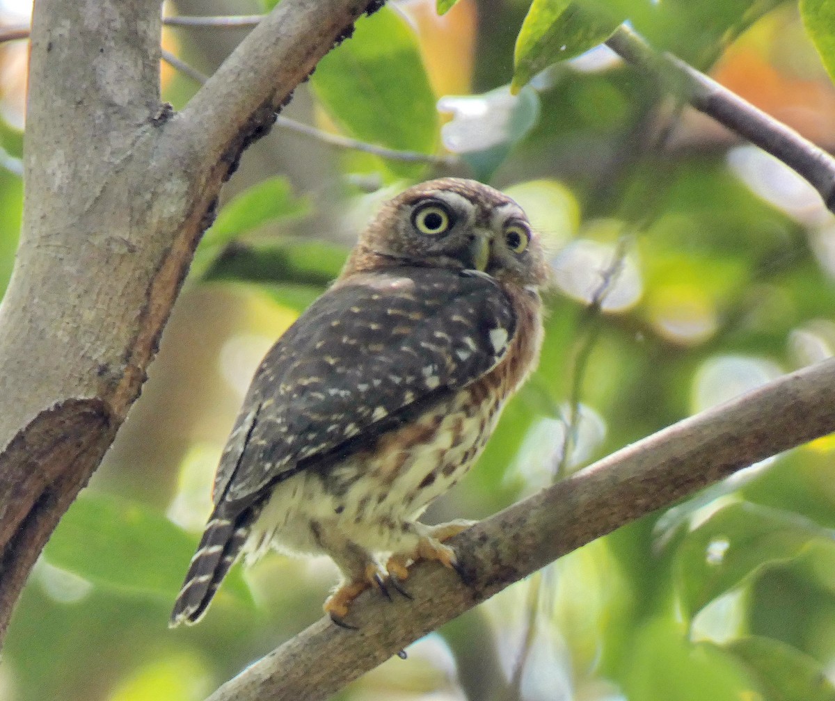 Cuban Pygmy-Owl - ML618940478