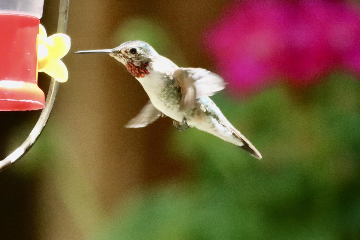 Broad-tailed Hummingbird - Nat Smale