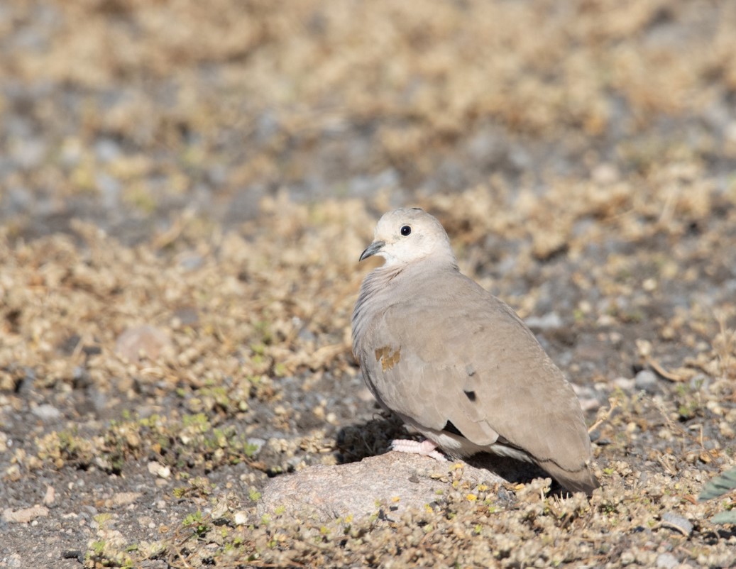 Golden-spotted Ground Dove - Carlos Segovia