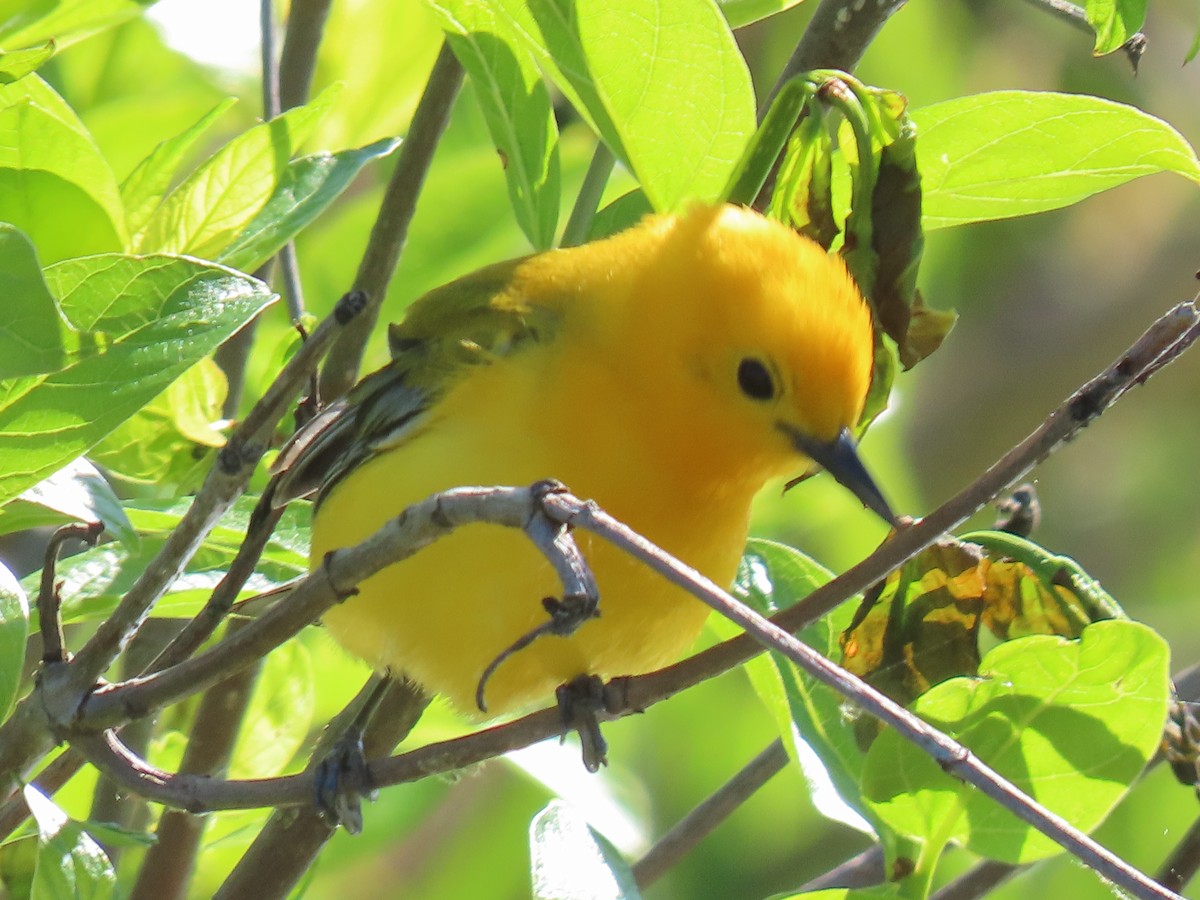 Prothonotary Warbler - ML618940521
