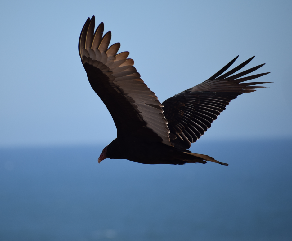 Turkey Vulture - Felipe Undurraga