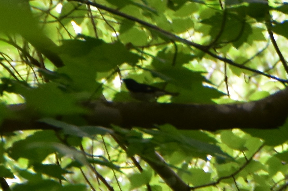 Black-throated Blue Warbler - ML618940543