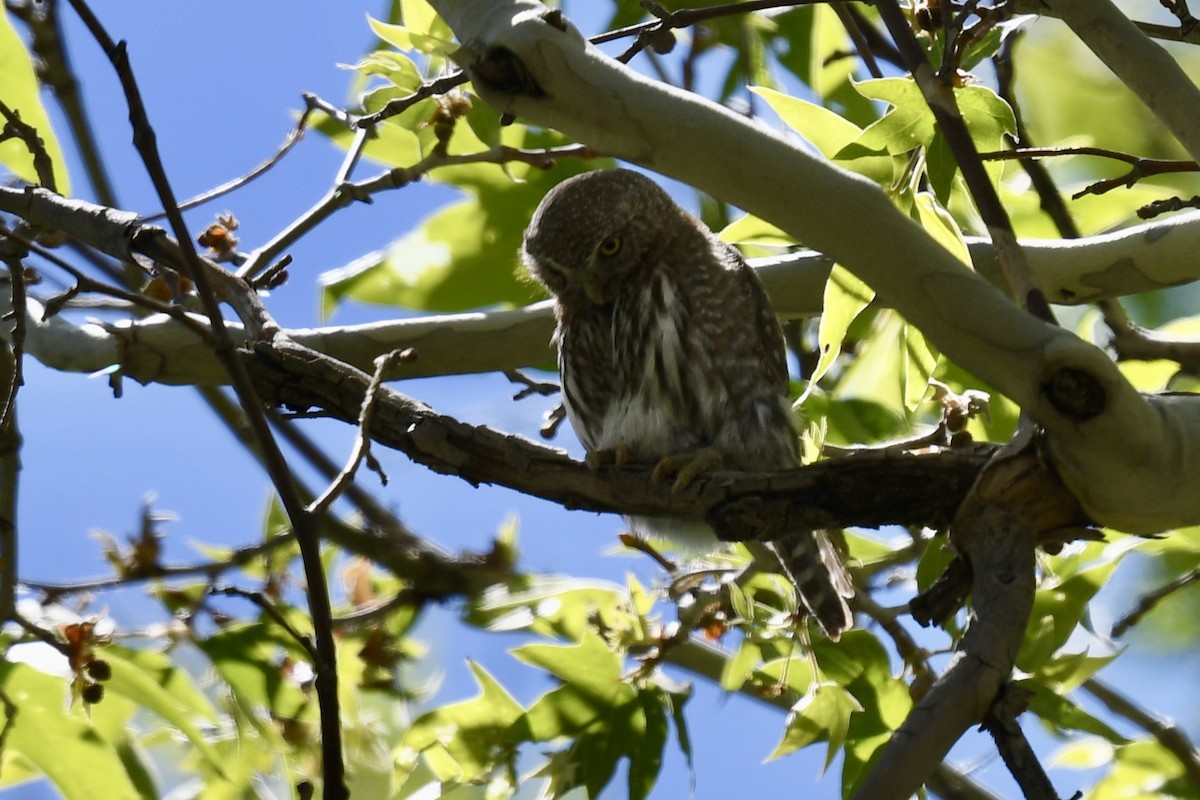Northern Pygmy-Owl (Mountain) - ML618940564