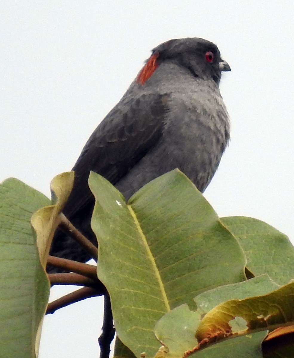 Red-crested Cotinga - Milton Miguel Verde Ilave