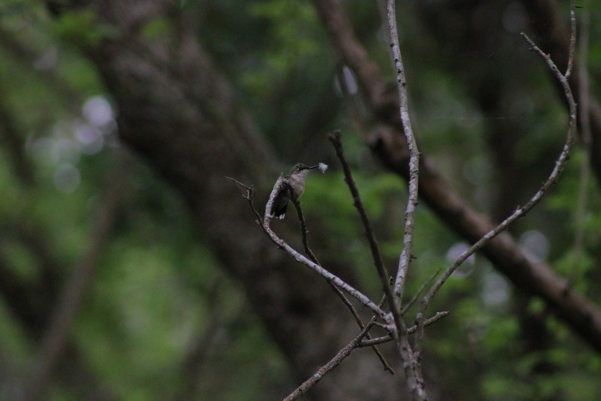 Ruby-throated Hummingbird - K R