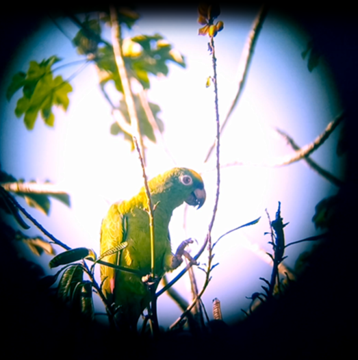 Yellow-crowned Parrot - ML618940623