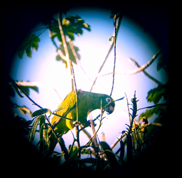 Yellow-crowned Parrot - THALIA DEL CASTILLO MUÑOZ