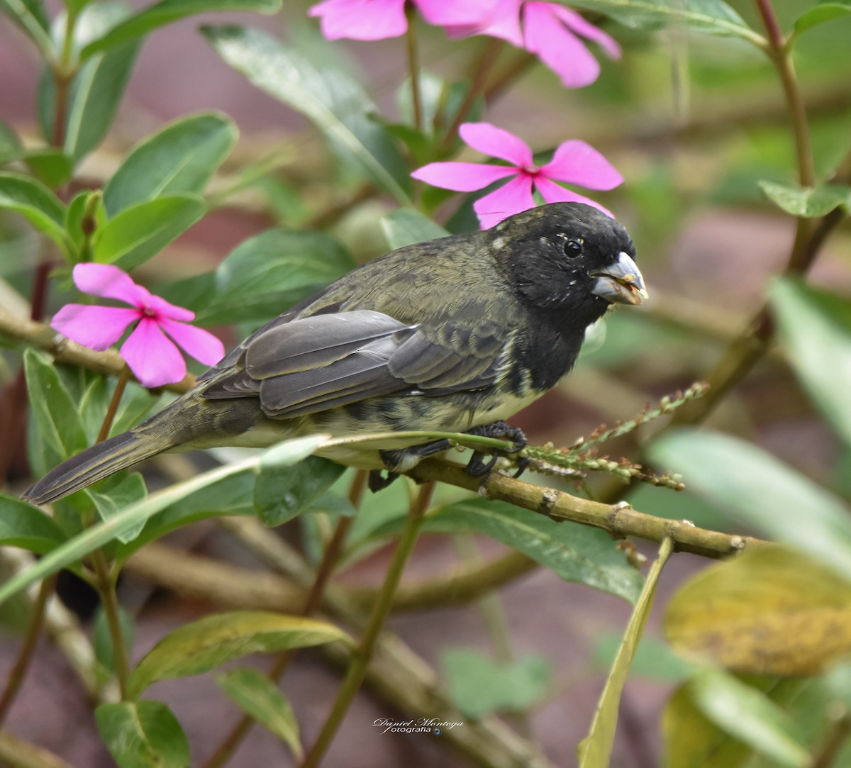 Yellow-bellied Seedeater - ML618940687