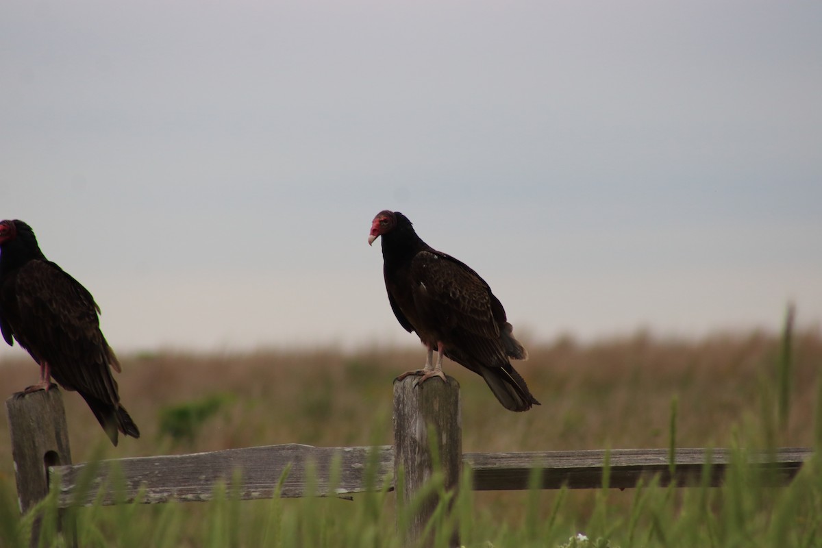 Turkey Vulture - K R