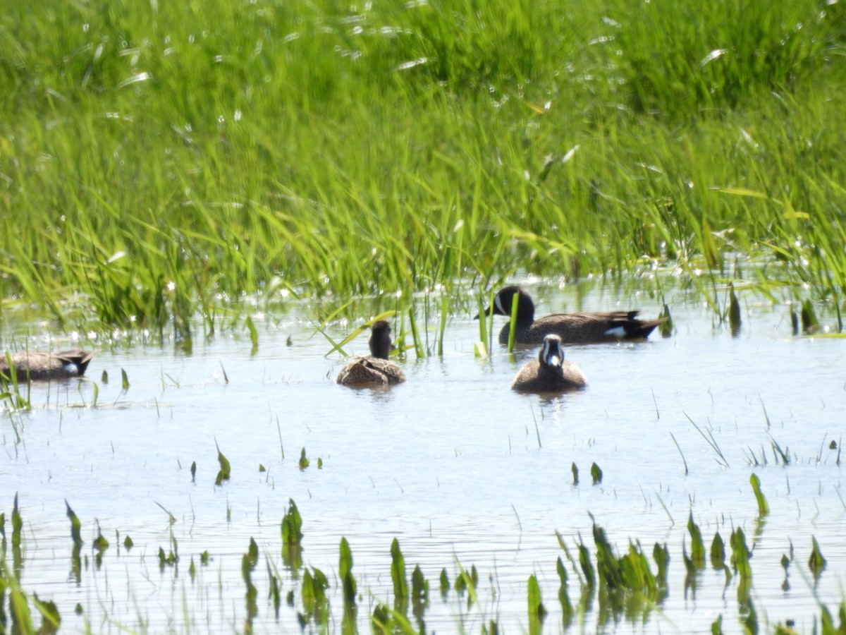 Blue-winged Teal - hailey everhart