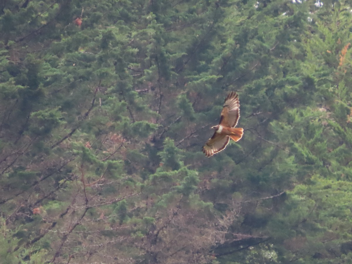Red-tailed Hawk (costaricensis) - ML618940799