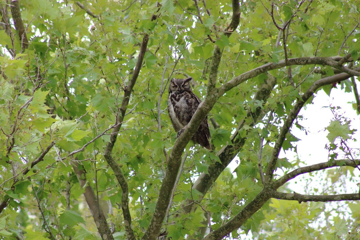 Great Horned Owl - ML618940823