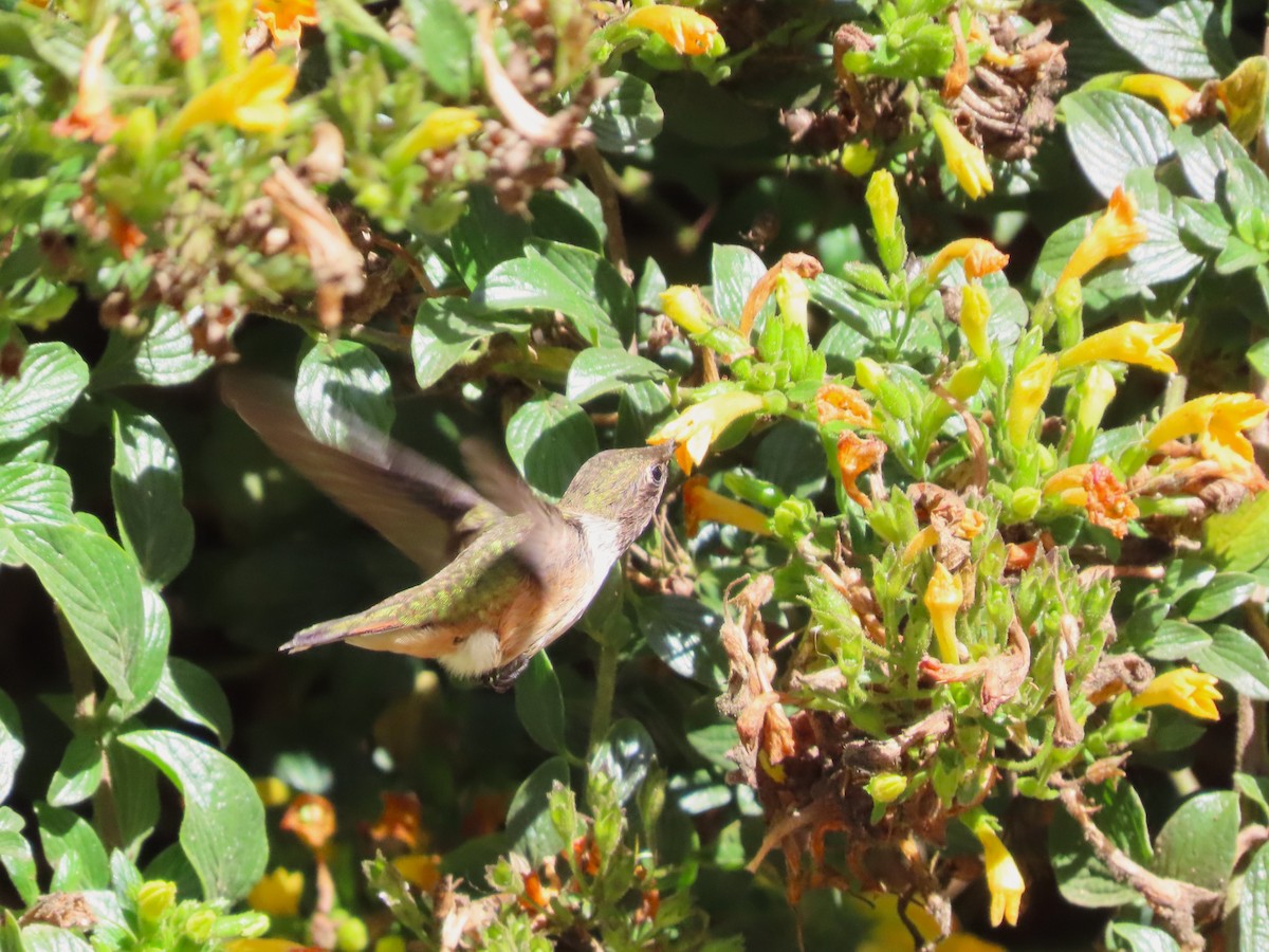 Scintillant Hummingbird - ML618940826