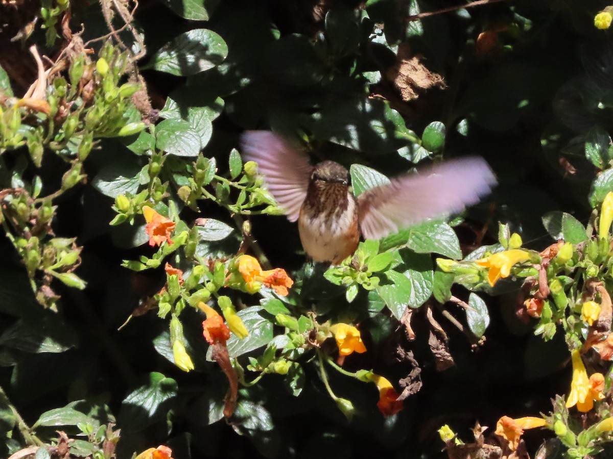 Scintillant Hummingbird - ML618940828