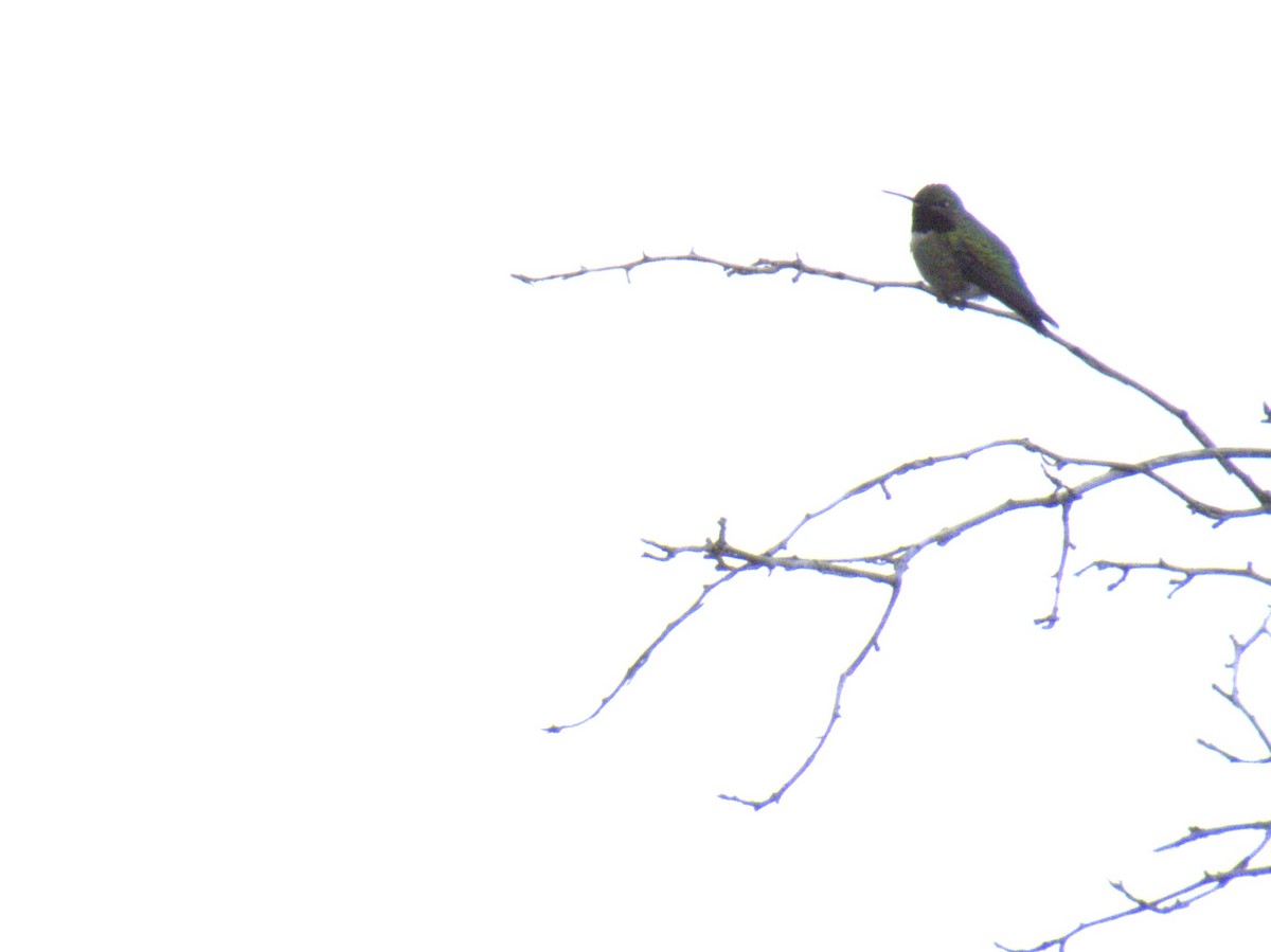 Broad-tailed Hummingbird - ML618940834