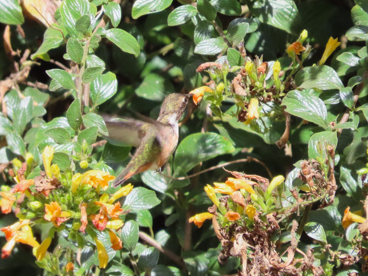 Scintillant Hummingbird - ML618940835