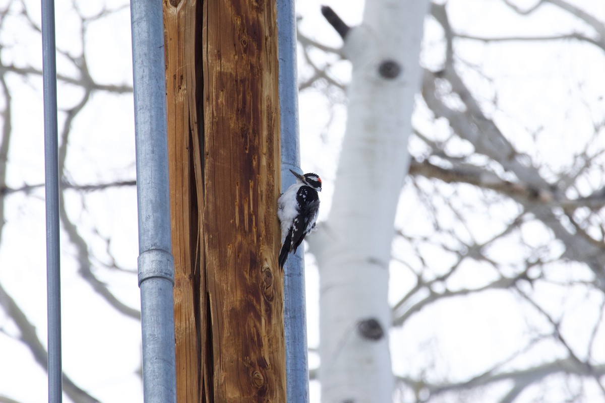 Hairy Woodpecker - A Branch