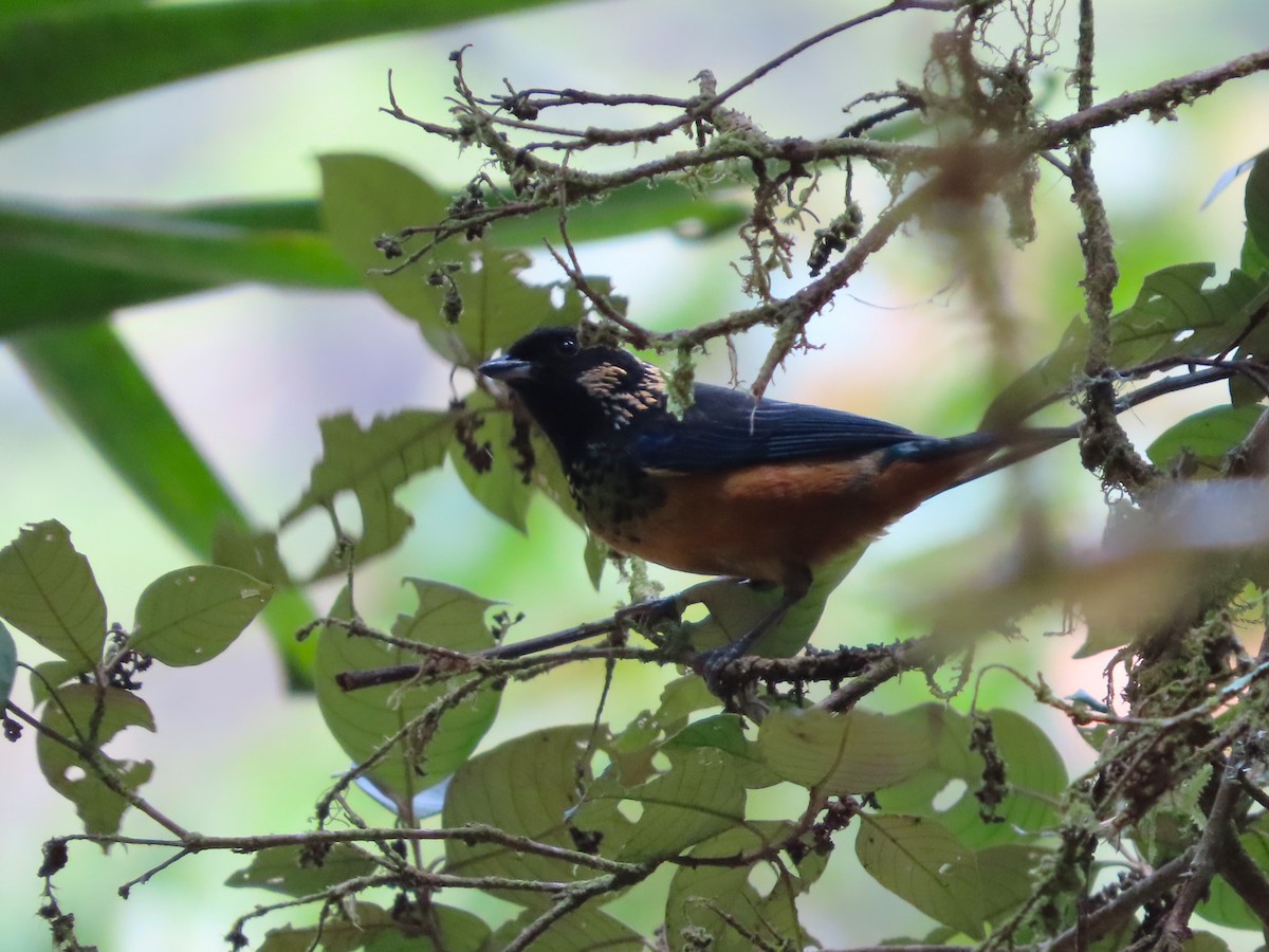 Spangle-cheeked Tanager - ML618940899