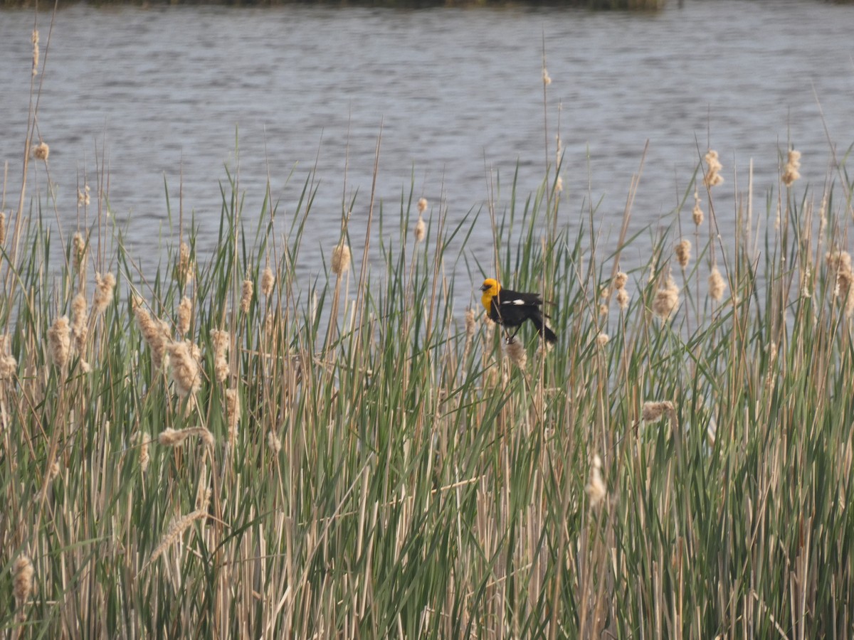 Yellow-headed Blackbird - ML618940900