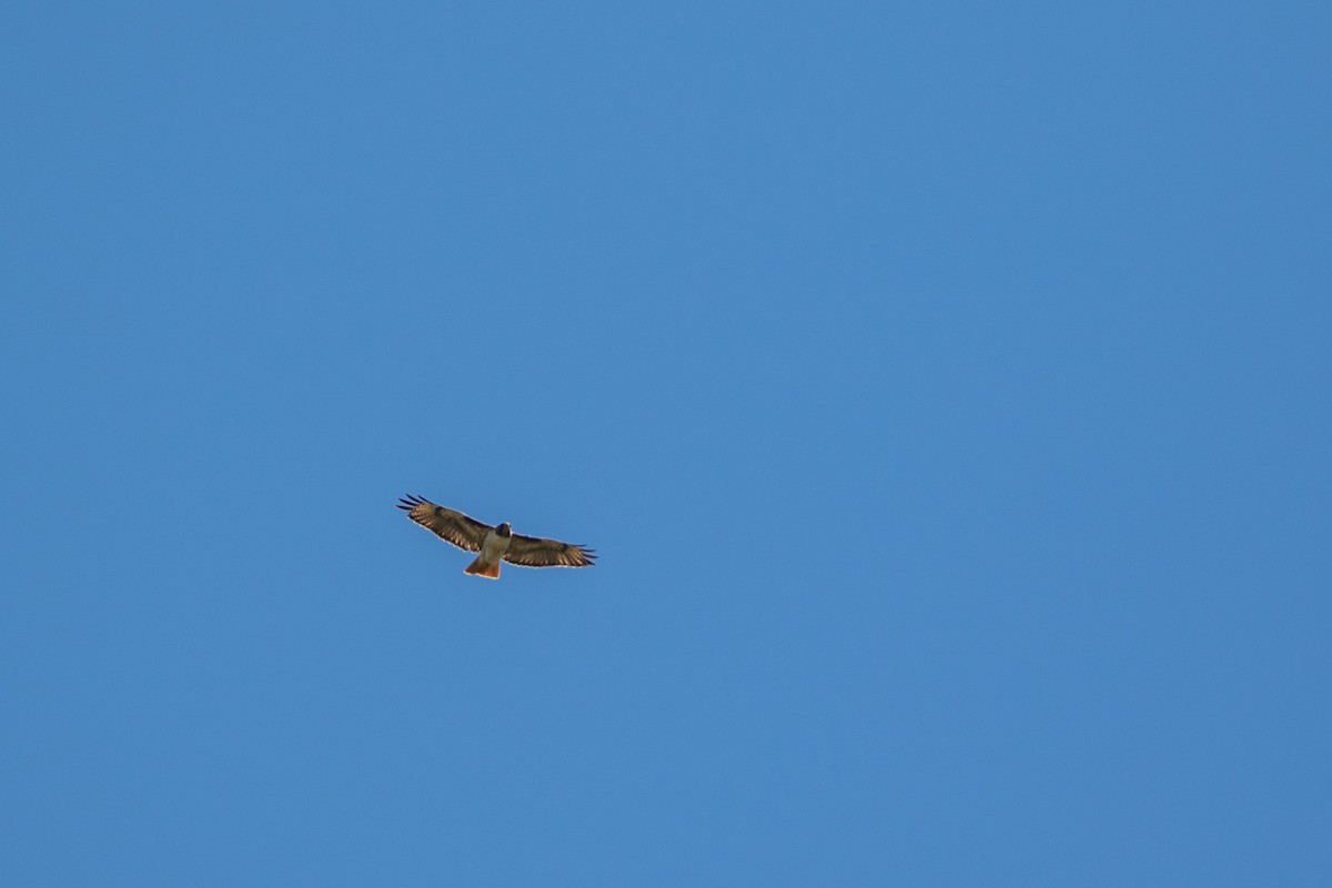Red-tailed Hawk - ML618940919